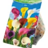 Blumenzwiebeln Calla-Lilien Mix 3 Stück bunt