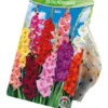 Blumenzwiebeln Gladiolen Mix 25 Stück bunt