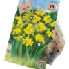 Blumenzwiebeln Gold-Lauch 15 Stück gelb