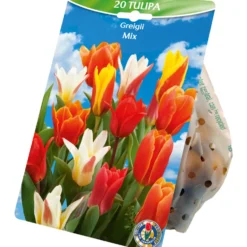 Blumenzwiebeln Greigii Tulpen Mix 20 Stück bunt