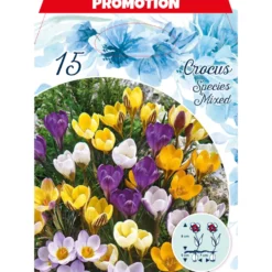 Blumenzwiebeln Krokus Mix 15 Stück bunt