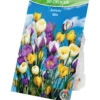 Blumenzwiebeln Krokusse Mix 50 Stück bunt
