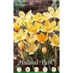 Blumenzwiebeln Krokus 15 Stück gelb