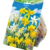 Blumenzwiebeln Narzissen Mix 25 Stück mehrfarbig