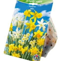 Blumenzwiebeln Narzissen Mix 25 Stück mehrfarbig