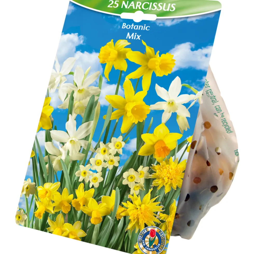 Blumenzwiebeln Narzissen Mix 25 Stück mehrfarbig