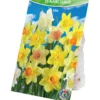 Blumenzwiebeln Narzissen Mix 15 Stück mehrfarbig