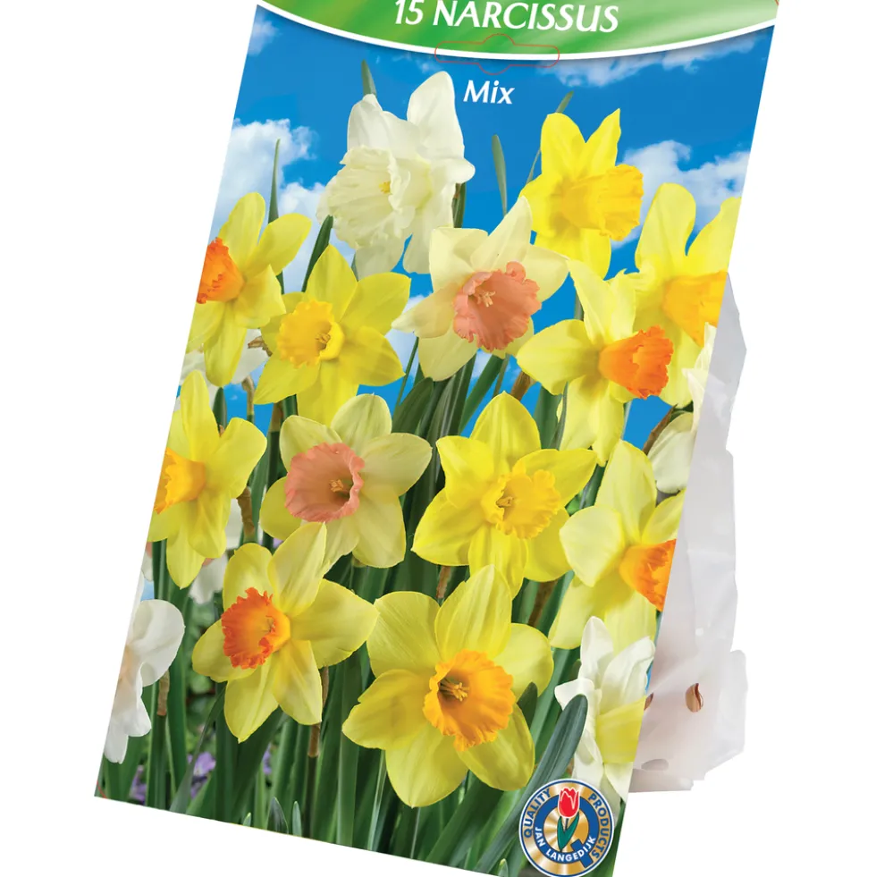 Blumenzwiebeln Narzissen Mix 15 Stück mehrfarbig
