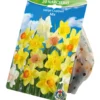 Blumenzwiebeln Narzissen Mix großkronig 20 Stück