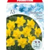 Blumenzwiebeln Narzissen 15 Stück gelb