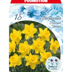 Blumenzwiebeln Narzissen 15 Stück gelb