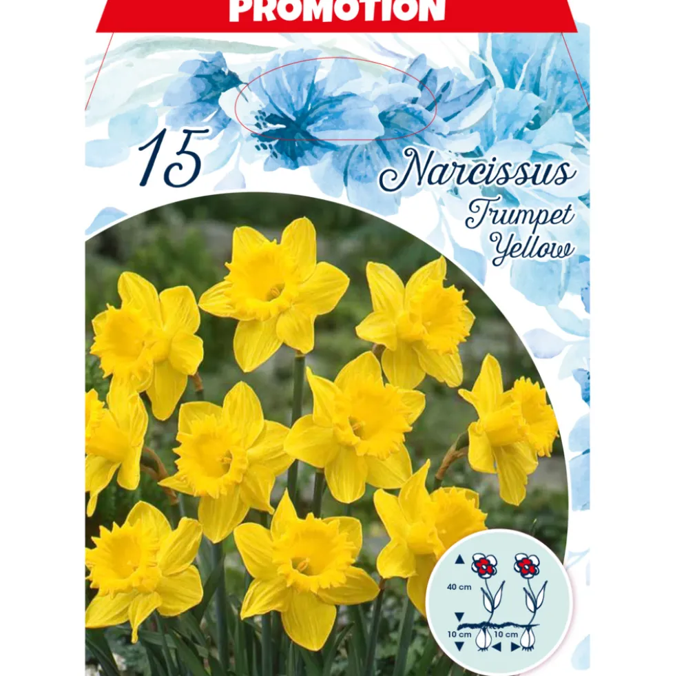 Blumenzwiebeln Narzissen 15 Stück gelb