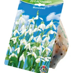 Blumenzwiebeln Schneeglöckchen 20 Stück weiß
