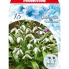 Blumenzwiebeln Schneeglöckchen 15 Stück weiß
