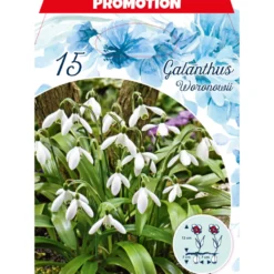 Blumenzwiebeln Schneeglöckchen 15 Stück weiß