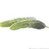 Gurken verschiedene Sorten im Blumentopf 9 cm vorgezogen