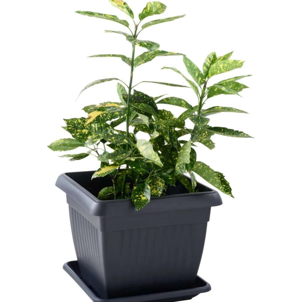 Prosperplast Pflanzentopf Terra 45 x 45 cm anthrazit