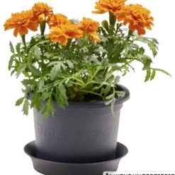 Prosperplast Pflanztopf Plastica rund 15 cm anthrazit