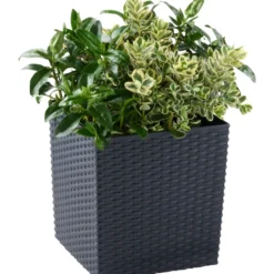 Prosperplast Pflanztopf Rato Low 26,2 x 26,2 x 26,6 cm in Anthrazit