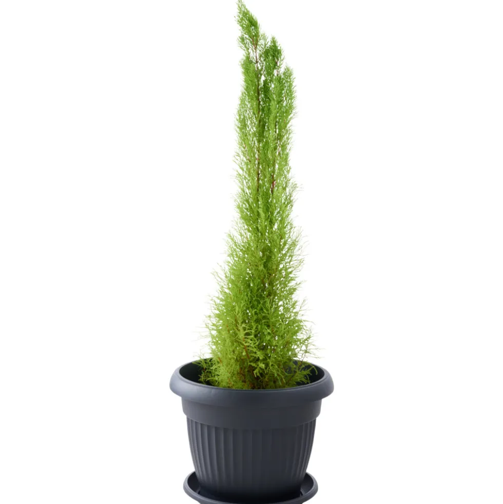 Prosperplast Pflanztopf Terra rund 50 cm anthrazit