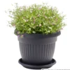 Prosperplast Pflanztopf Terra rund 20 cm anthrazit