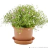 Prosperplast Planztopf Plastica rund 15 cm terracotta