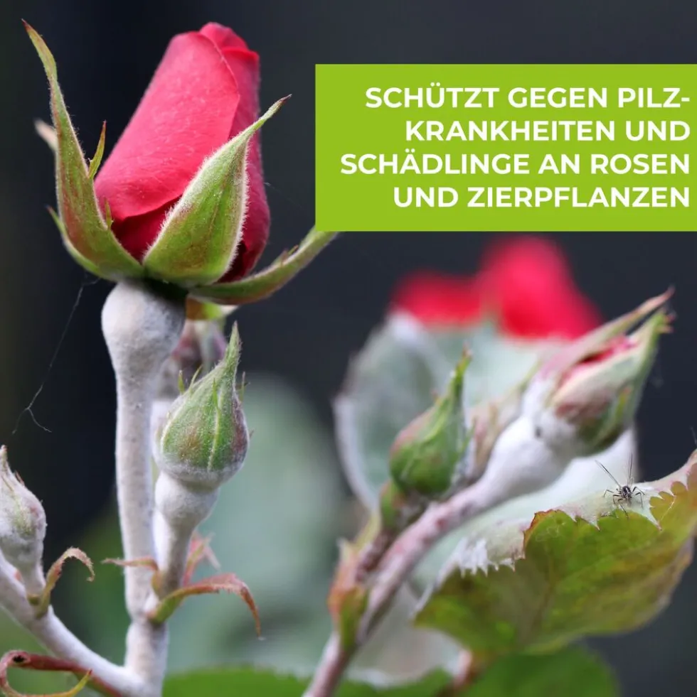 Protect Garden Curamat AZ Rosen Kombi-Set