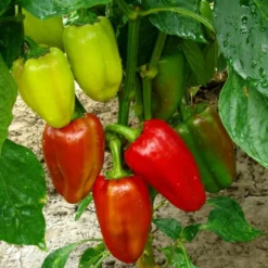 Saatgut Gemüsepaprika Feher ca. 50 Pflanzen