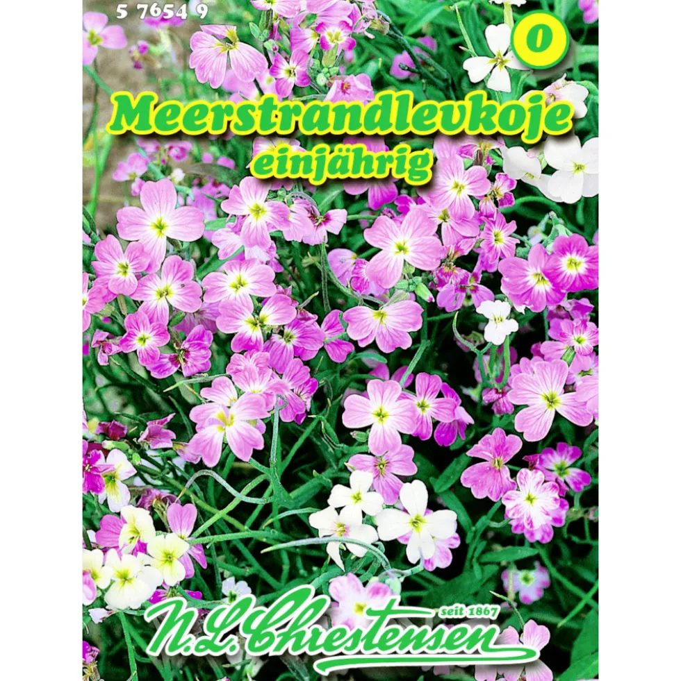 Saatgut Meerstrandlevkoje ca. 100 Pflanzen