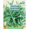 Saatgut Salbei ca. 70 Pflanzen