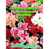 Saatgut Sommerazalee Mix gefüllt ca. 150 Pflanzen