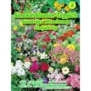 Saatgut Sommerblumen-Teppich ca. 3-4 laufende Meter