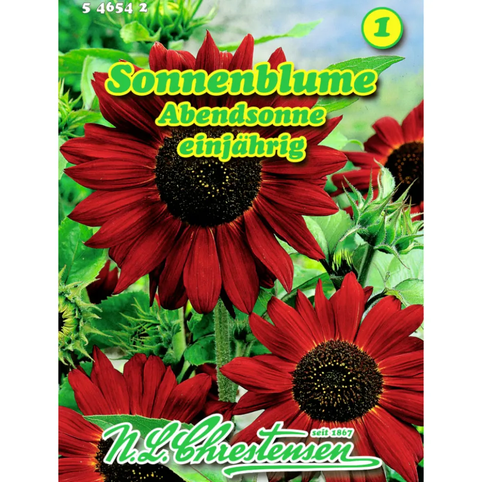 Saatgut Sonnenblume Abendsonne ca. 30 Pflanzen
