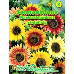 Saatgut Sonnenblume ca. 40 Pflanzen