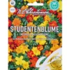Saatgut Studentenblume