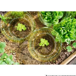 Schneckenschutzring für Salat Ø 15/23 cm, 10 Stück