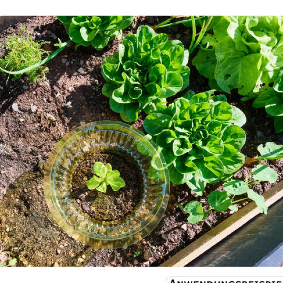 Schneckenschutzring für Salat Ø 15/23 cm, 10 Stück