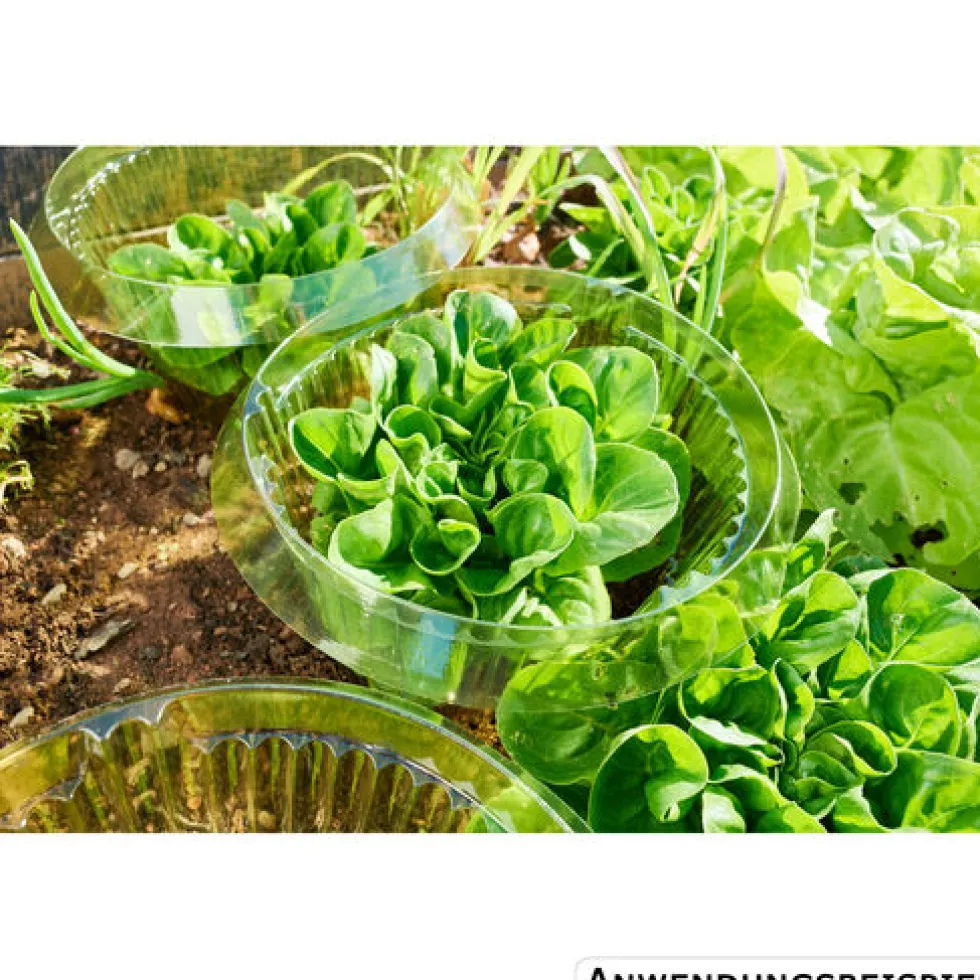 Schneckenschutzring für Salat Ø 15/23 cm, 10 Stück