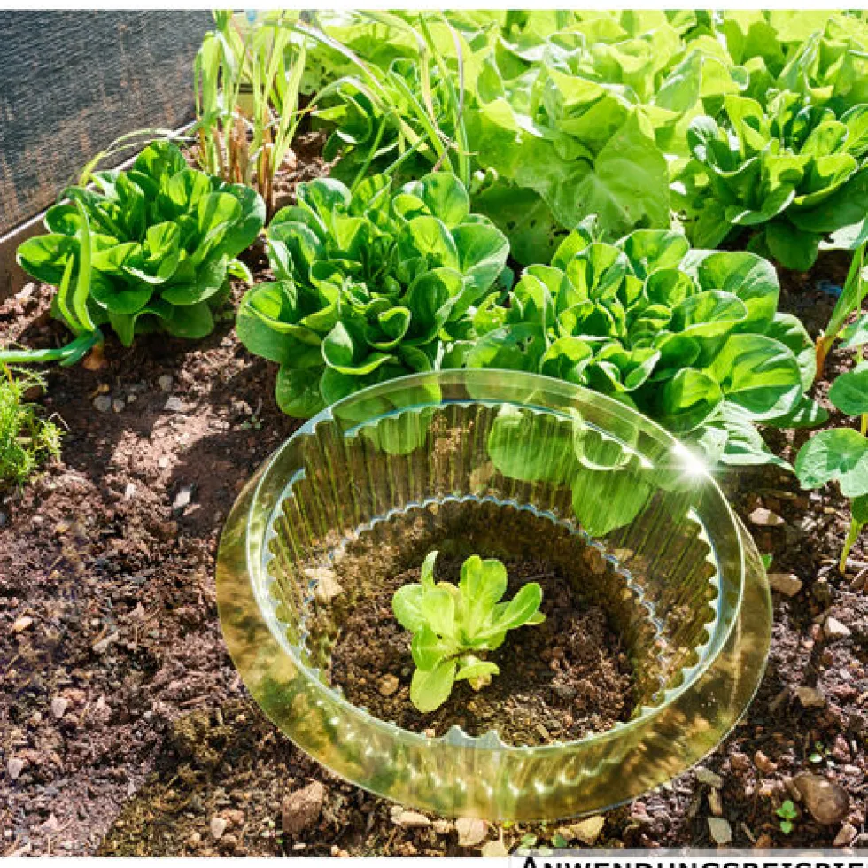 Schneckenschutzring für Salat Ø 15/23 cm, 10 Stück